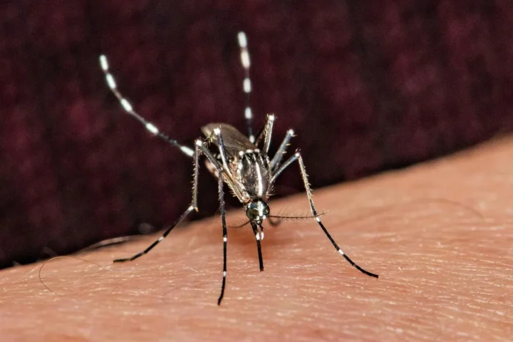 Zika in Suriname (2026): risico & tips voor reizigers