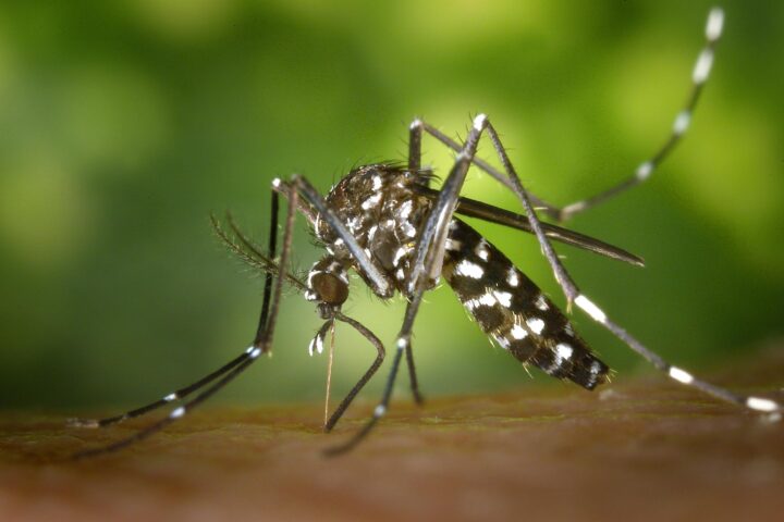 Dengue Suriname: alles wat reizigers moeten weten